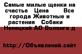 Самые милые щенки на счастье › Цена ­ 1 - Все города Животные и растения » Собаки   . Ненецкий АО,Волонга д.